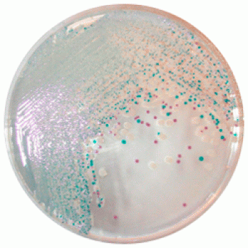 V. parahaemolyticus, V. vulnificus и V. cholerae | CHROMagar™ Vibrio 5000 мл CHROMagar