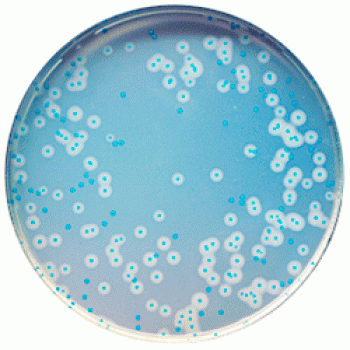 Cреда для обнаружения, выделения и подсчета L. monocytogenes | CHROMagar™ Listeria 5000 мл CHROMagar