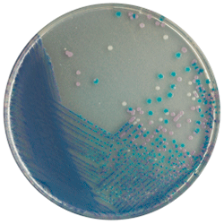 Cреда для выделения Salmonella spp CHROMagar™ Salmonella Plus CHROMagar
