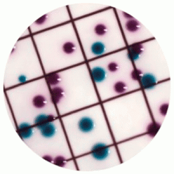 Escherichia coli  Liquid ECC CHROMagar