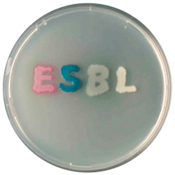 Хромогенная добавка ESBL | CHROMagar™ ESBL supplement CHROMagar