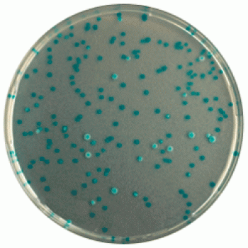Cреда для выявления и подсчета E.coli | CHROMagar™ E.coli 5000 мл CHROMagar
