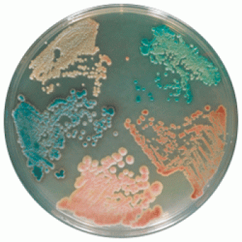 Cреда для выделения и дифференциации Candida Spp | Candida 5000 мл CHROMagar