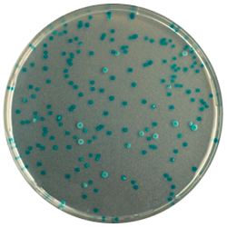 Cреда для выявления и подсчета E.coli | CHROMagar™ E.coli 5000 мл CHROMagar