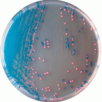 Cреда для выявления и дифференциации Streptococcus B (S. agalactiae) | StrepB CHROMagar