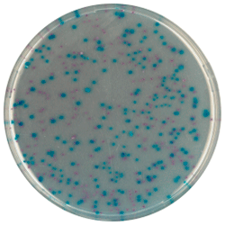 Cреда для выявления и подсчета Escherichia coli и колиформных бактерий | CHROMagar™ ECC 5000 мл CHROMagar