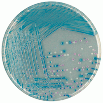 Среда для выделения и дифференциации E.Coli O157 | CHROMagar™ O157 5000 мл CHROMagar