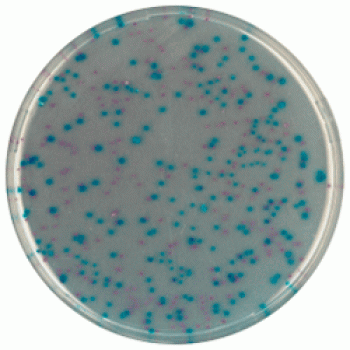 Cреда для выявления и подсчета Escherichia coli и колиформных бактерий | CHROMagar™ ECC 1000 мл CHROMagar
