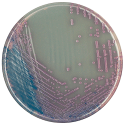 Cреда для выделения Salmonella | CHROMagar™ Salmonella 1000 мл CHROMagar